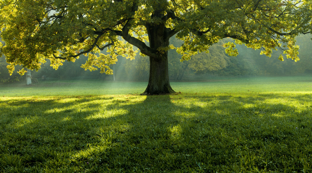 beautiful-tree-middle-field-covered-with-grass-with-tree-line-background